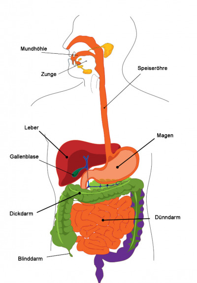 Der Verdauungstrakt - zum Vergrößern anklicken